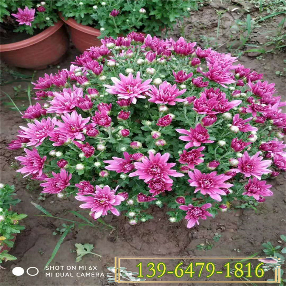 多年生草花地被菊幼苗 菊花袋苗 长的矮的菊花营养杯苗
