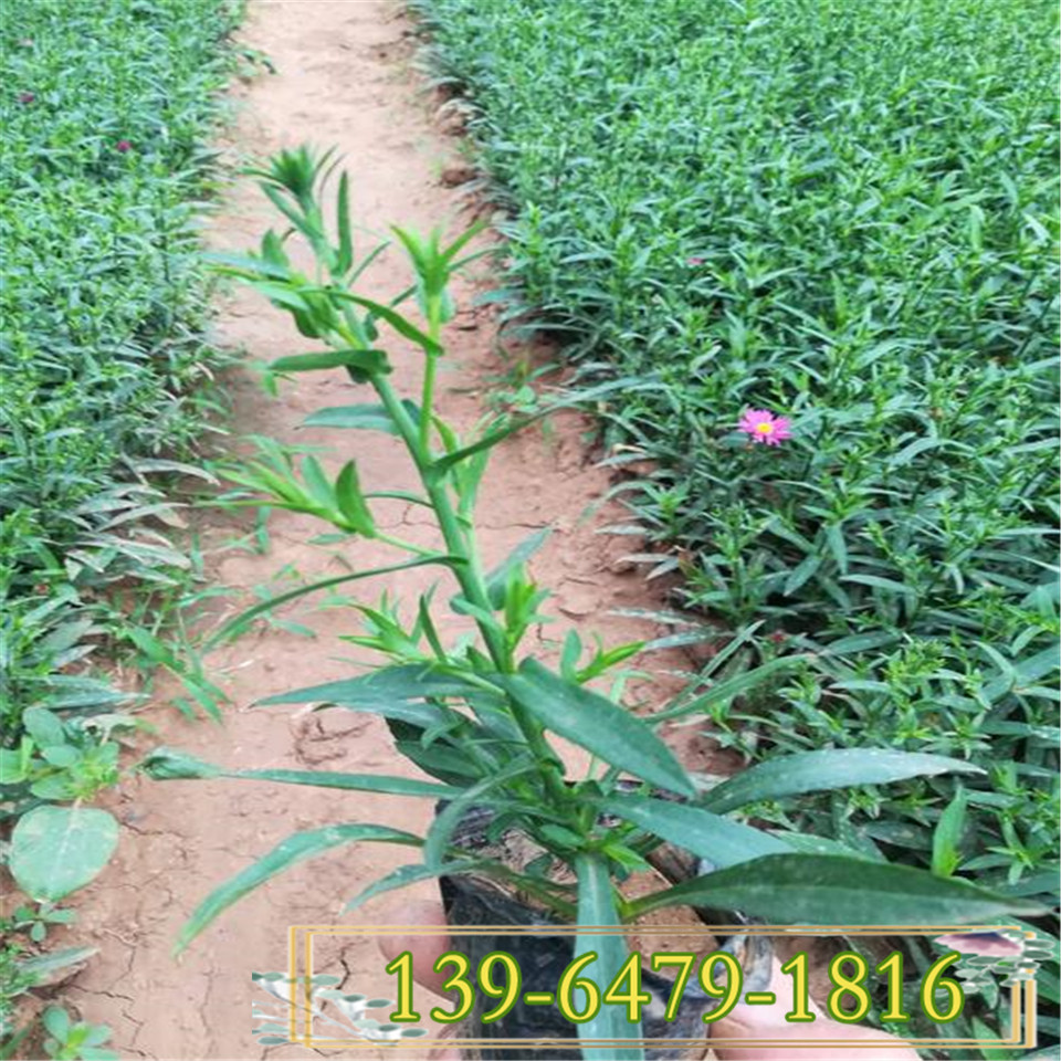 四季荷兰菊盆苗 花坛花境公园绿化常用植物 长期开花的紫色小花