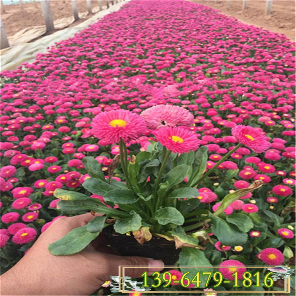 青州雏菊小杯苗 小雏菊营养钵花苗 冷季植物带花盆发货