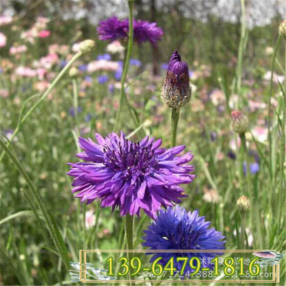 生态护坡景观花卉组合 矢车菊营养钵苗 蓝色花卉矢车菊花苗上车价 