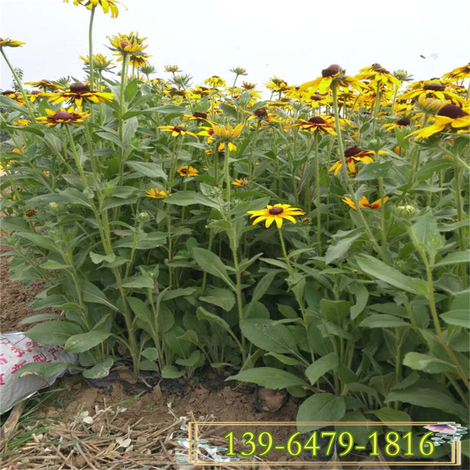 多芽黑心菊杯苗 金光菊种苗批发价格 青州黑心菊小苗