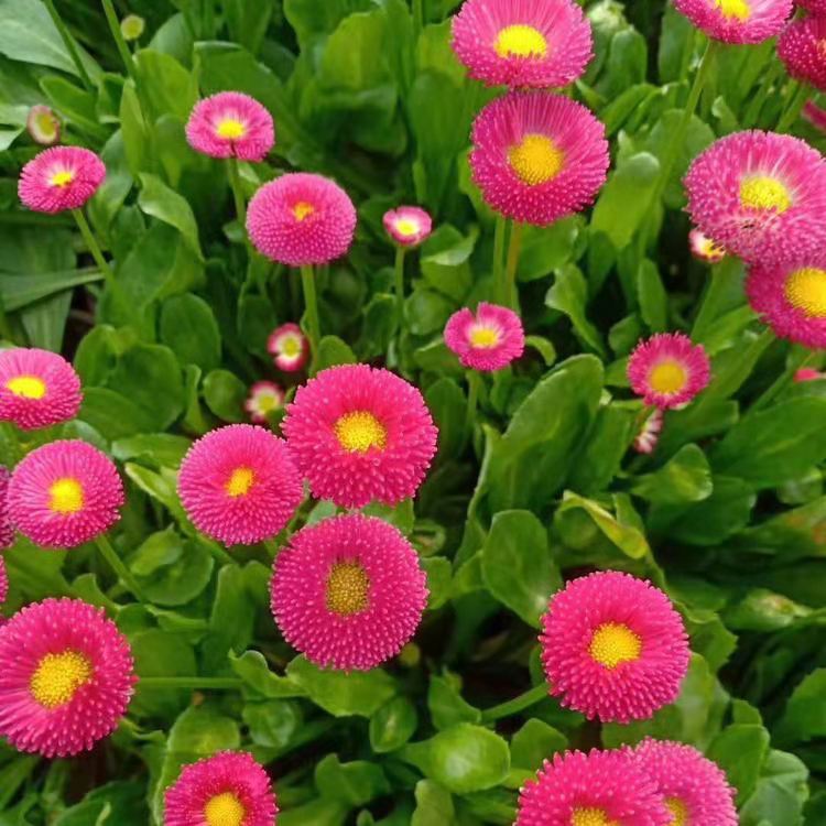 雏菊 时令草花 雏菊杯苗