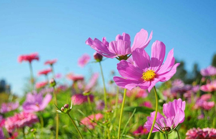 波斯菊价格