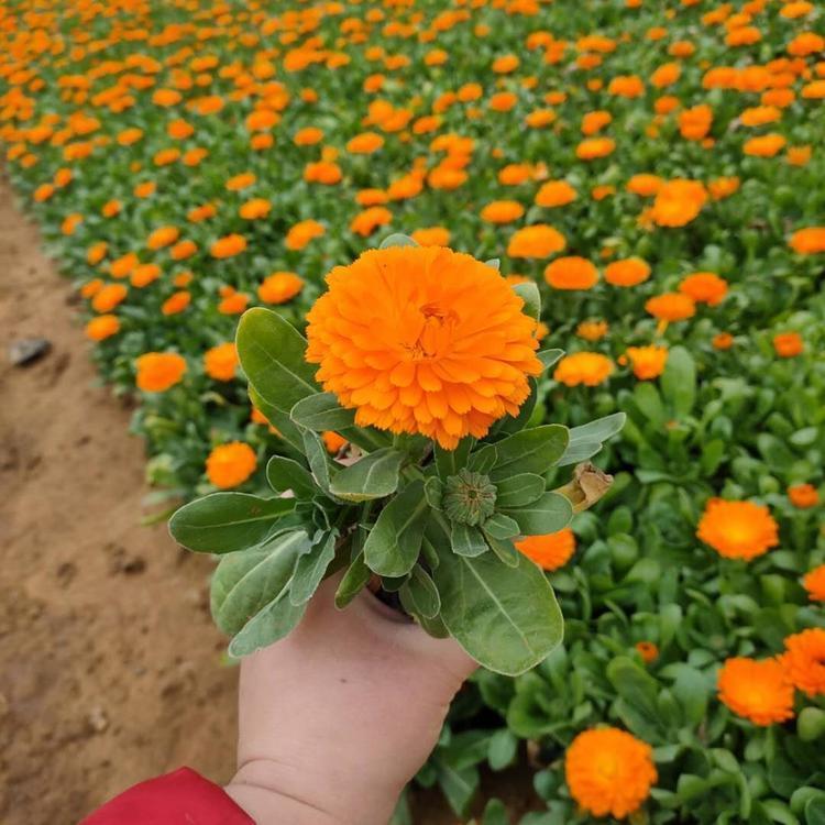 金盏菊批发