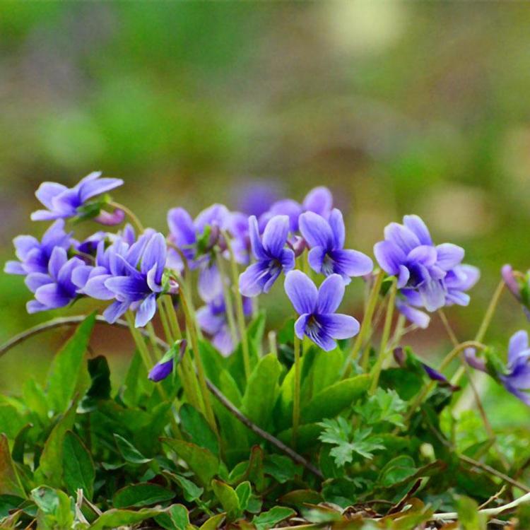 多芽紫花地丁 营养钵紫花地丁