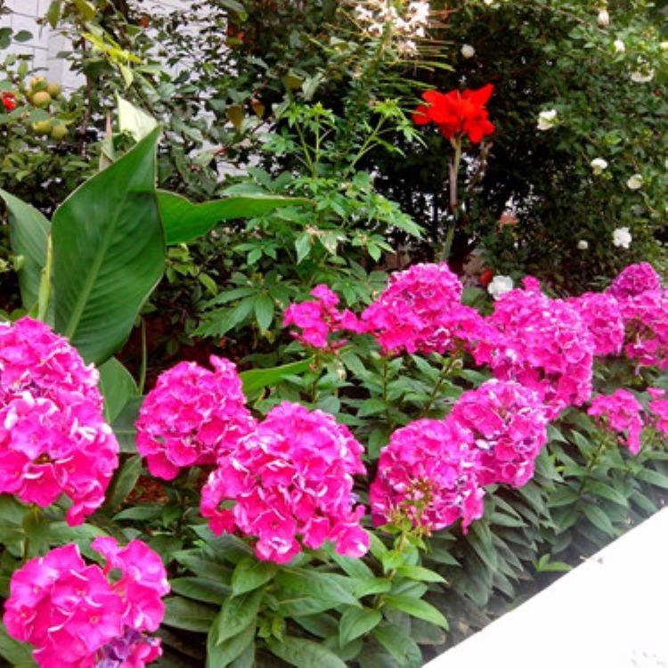 天蓝绣球价格  宿根福禄考批发 福禄考种植基地