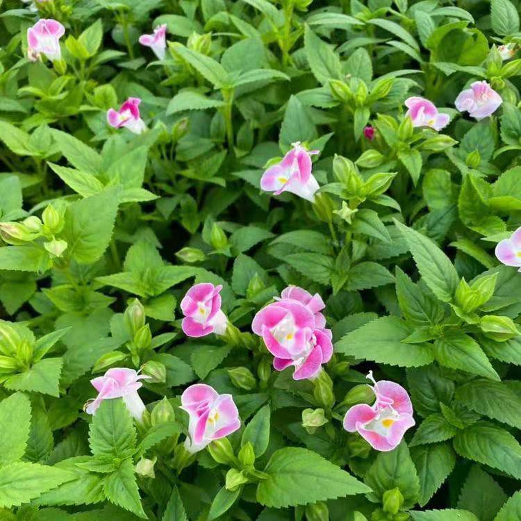 夏堇 四季草花基地 夏瑾