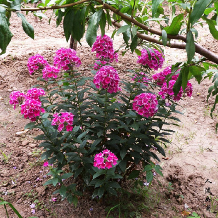 锥花福禄考 大花福禄考 天兰绣球 夏福禄