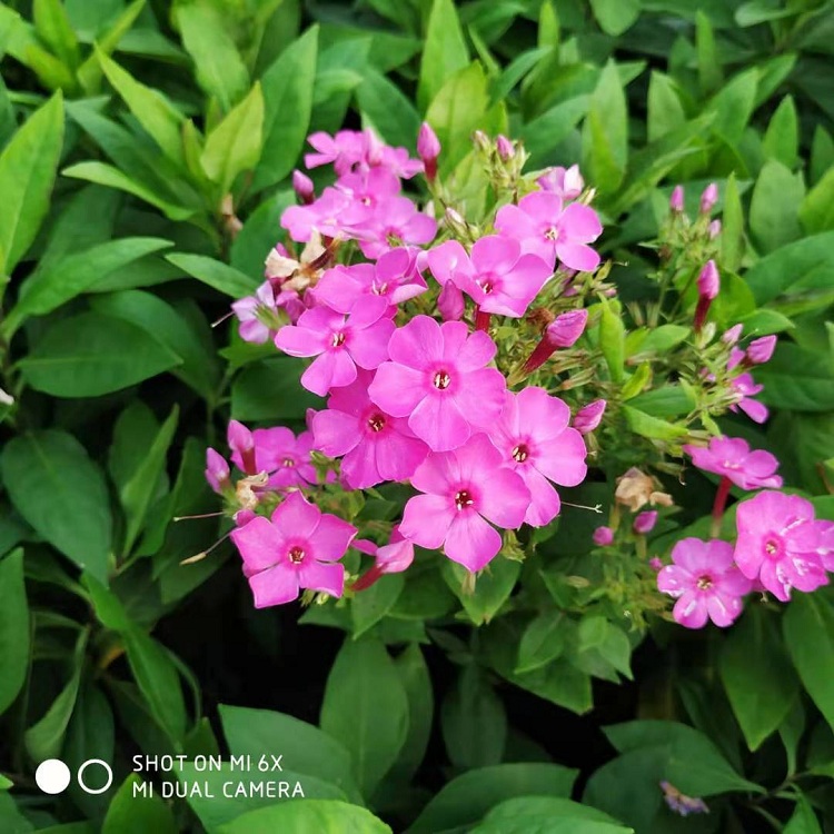 锥花福禄考 宿根福禄考 大花福禄考 福禄考 天兰绣球 夏福禄