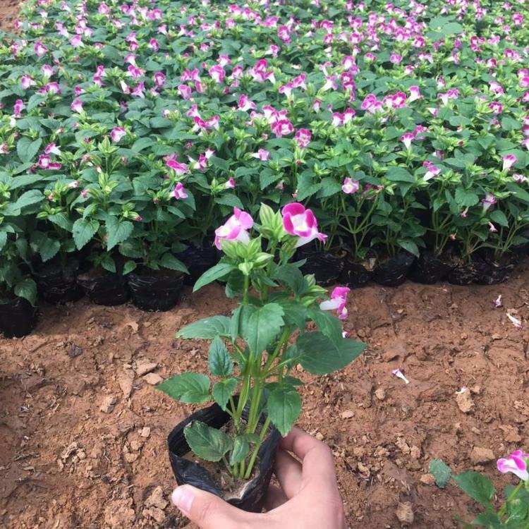 夏堇批发 夏瑾价格 草花厂家
