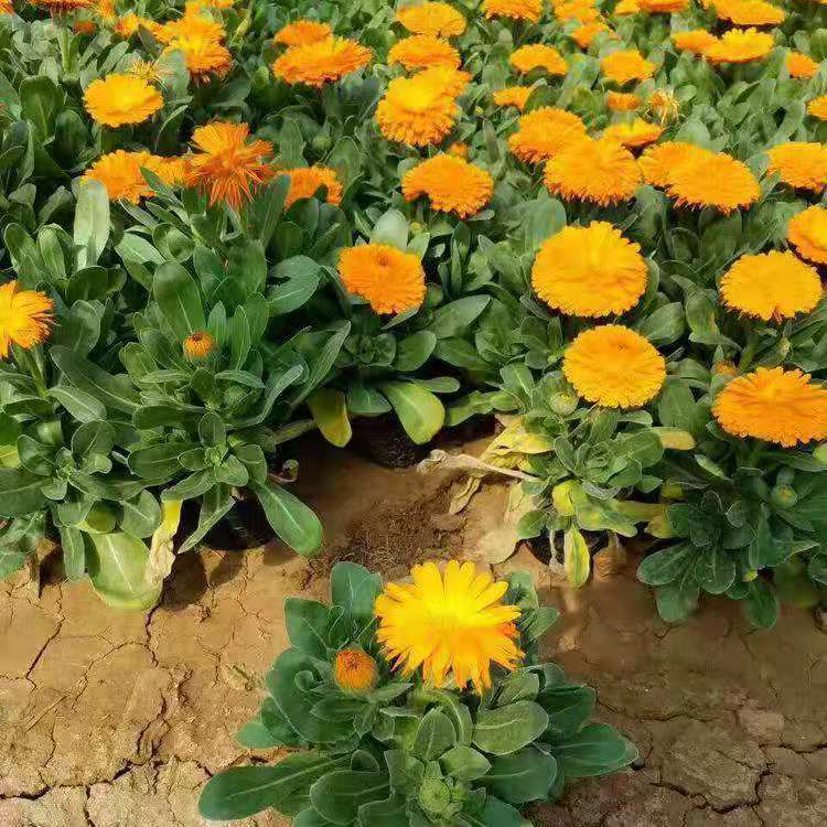 金盏菊批发 顺和花卉 金盏花