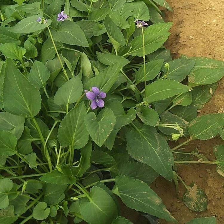 紫花地丁价格 山东紫花地丁厂家
