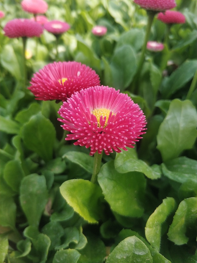 雏菊 马兰头花 太阳菊 节日草花