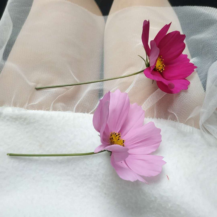 格桑花价格 顺和花卉 波斯菊 秋英