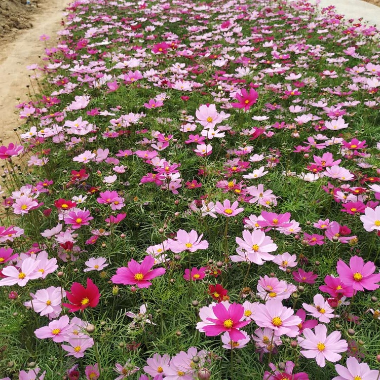 格桑花批发 格桑花苗价格