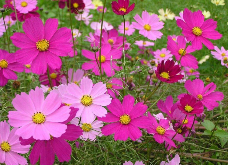格桑花价格 格桑花杯苗