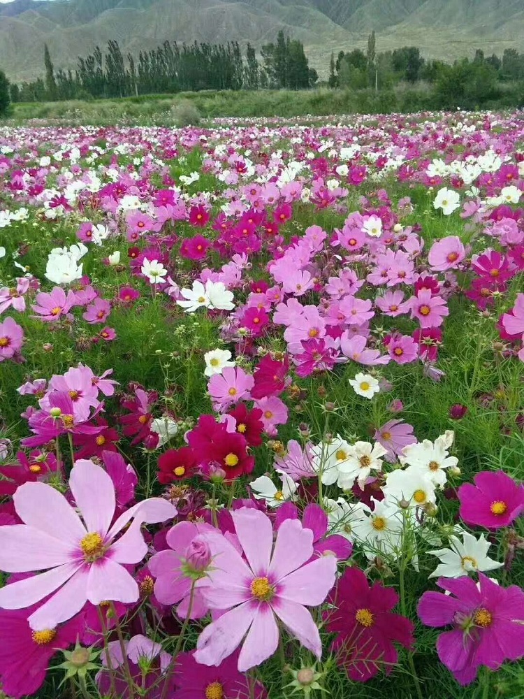 格桑花 波斯菊批发价格 顺和花卉