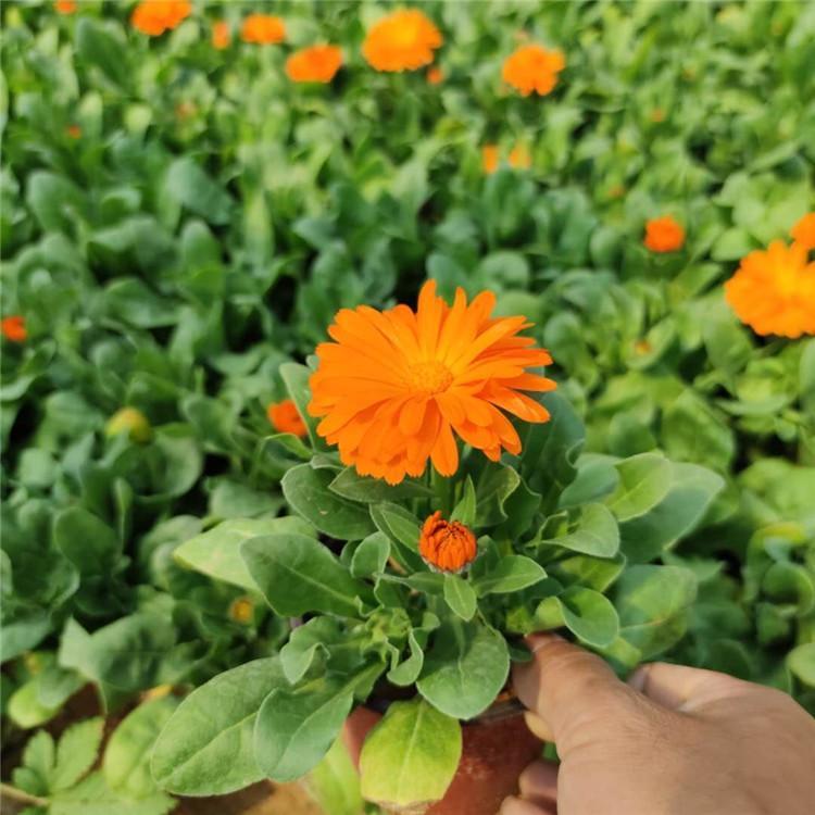 金盏菊价格 四季草花金盏菊