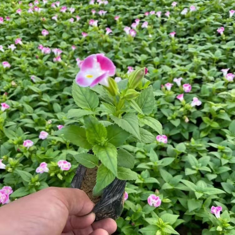 蓝猪耳苗 时令草花基地 夏堇