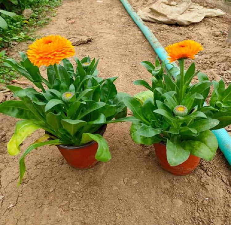 金盏菊批发 金盏花价格 顺和花卉