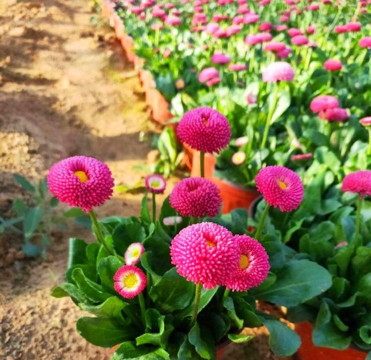 雏菊价格