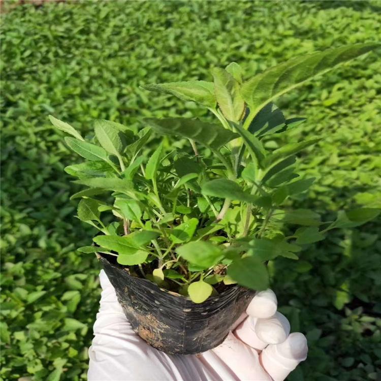 婆婆纳杯苗价格 营养钵婆婆纳