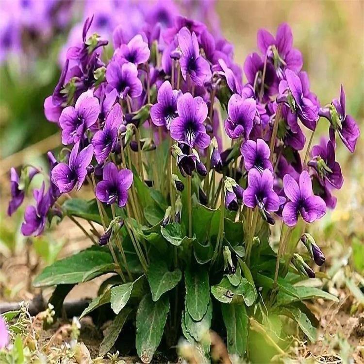 紫花地丁苗 多芽紫花地丁 盆栽紫花地丁