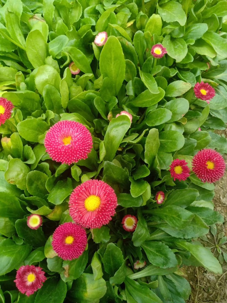太阳菊批发 马头兰花价格  观赏花卉基地