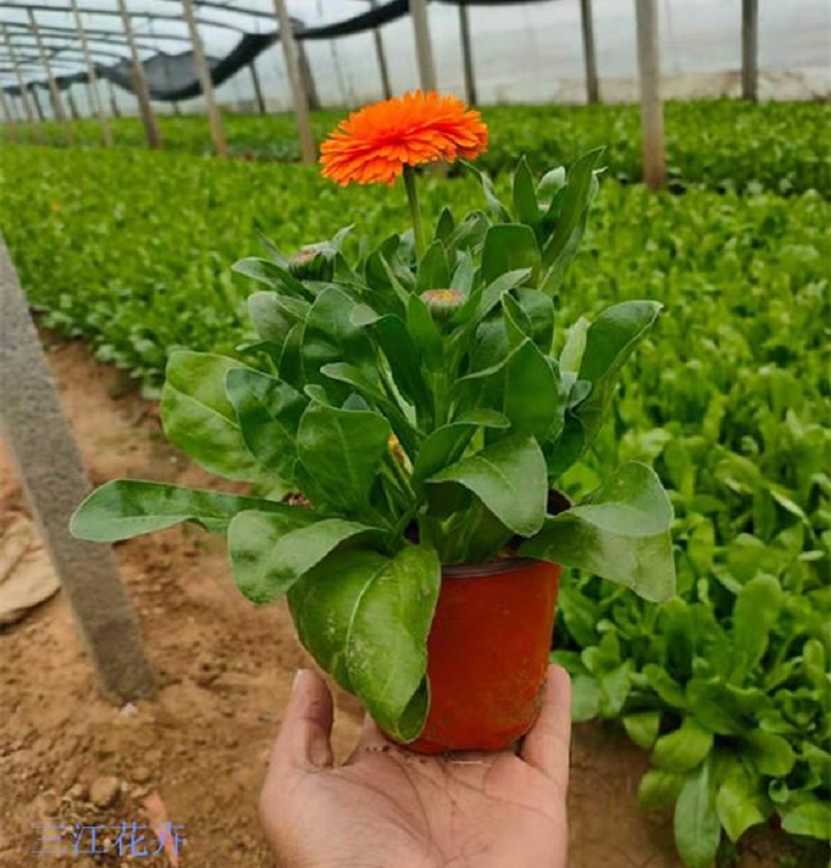 金盏菊 金盏菊杯苗 金盏菊苗
