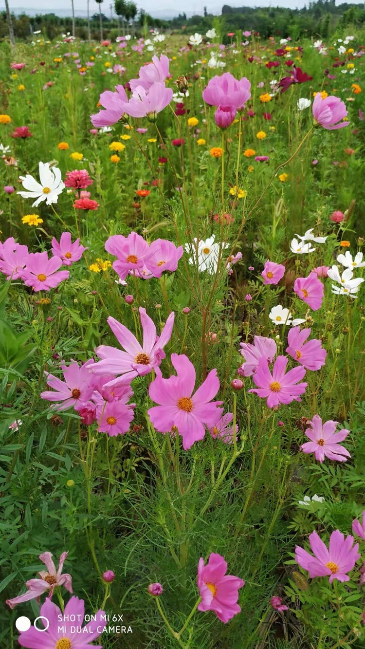 格桑花批发 格桑花杯苗价格