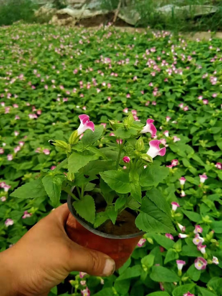 草花种植基地 营养钵夏堇 夏瑾杯苗