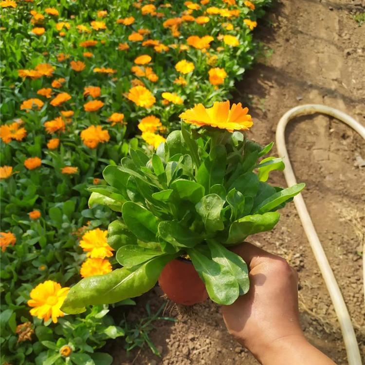 金盏菊 营养钵金盏菊