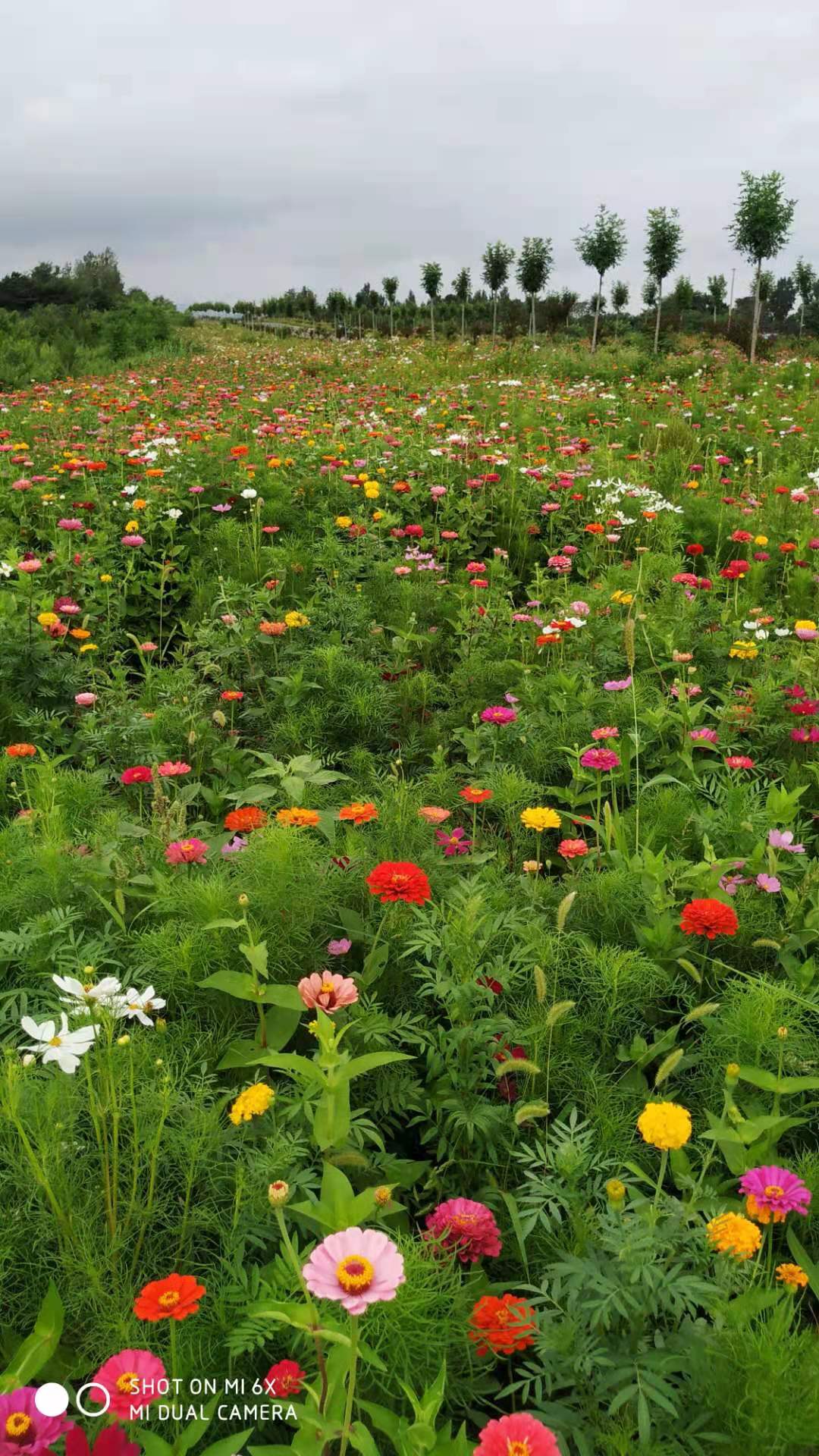 格桑花杯苗 山东格桑花种植基地