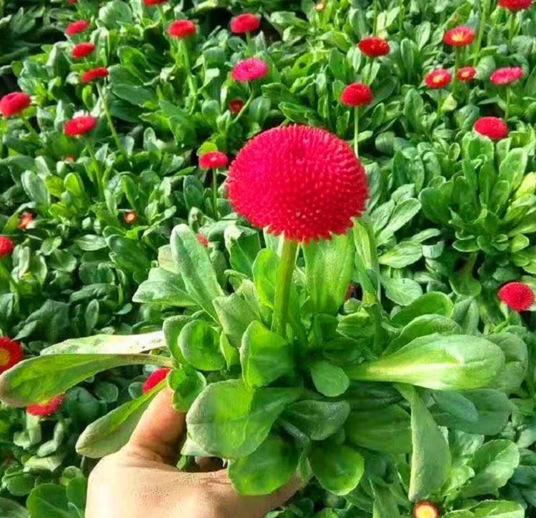 雏菊批发 雏菊杯苗价格 摆放草花雏菊