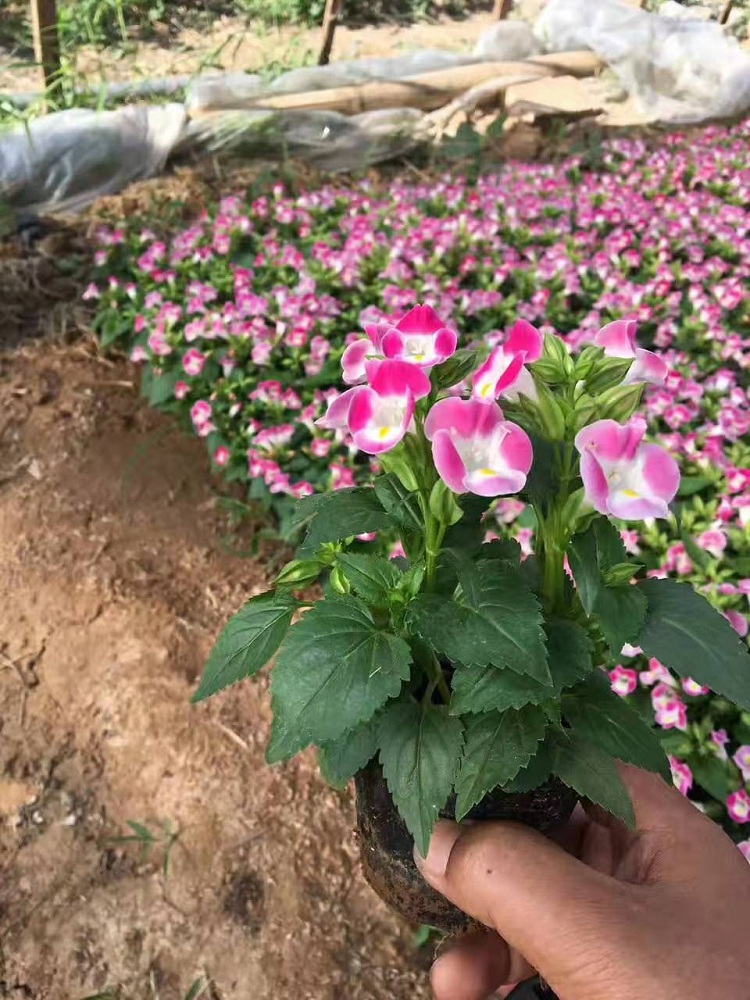 夏堇 夏瑾 蓝猪耳 兰猪耳