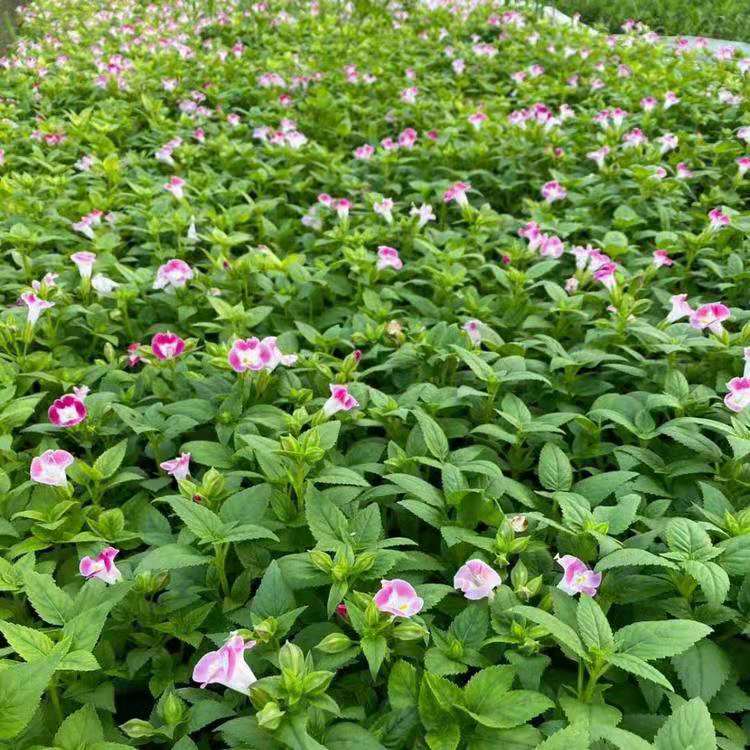 夏堇种植基地 夏堇价格 夏堇报价 夏堇供应商