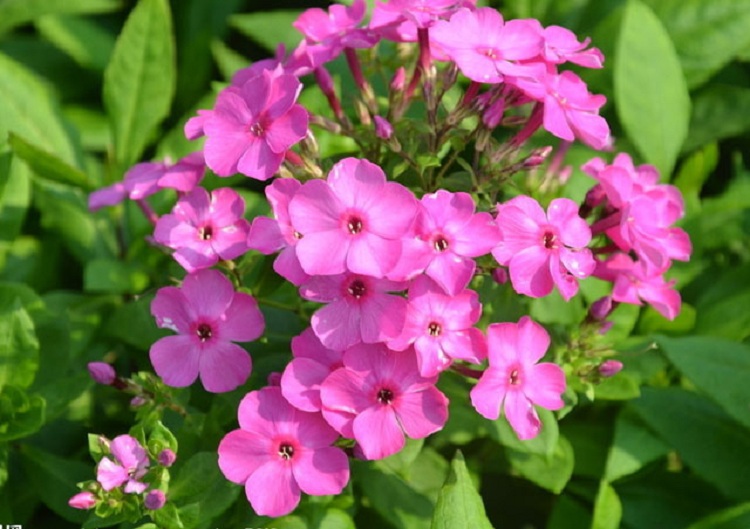 宿根福禄考 福禄考价格 顺和花卉