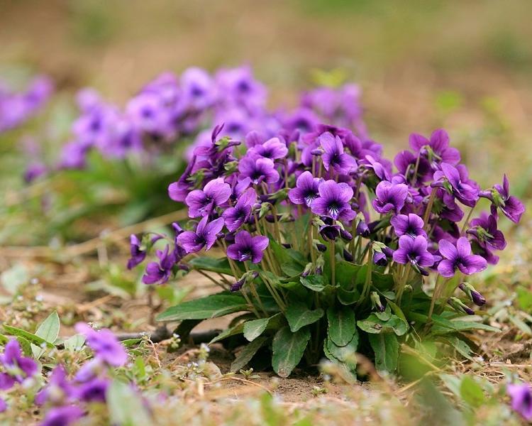 紫花地丁 紫花地丁苗批发 宿根地被种植基地