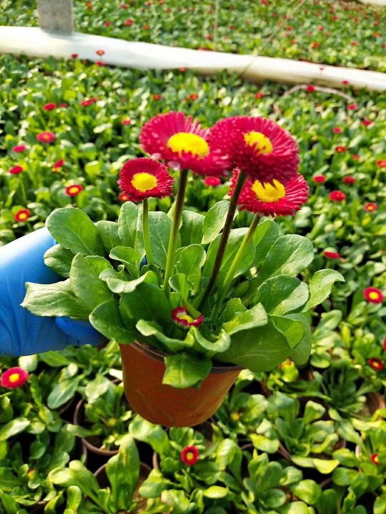 雏菊批发