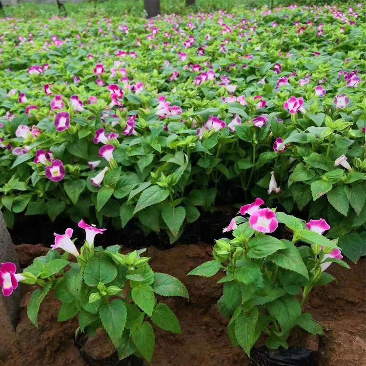 草花夏堇 北方时令草花 山东夏堇批发