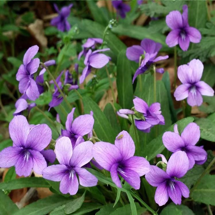 多芽紫花地丁 紫花地丁杯苗 顺和花卉