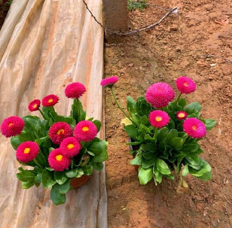 雏菊 双色盆雏菊 顺和花卉