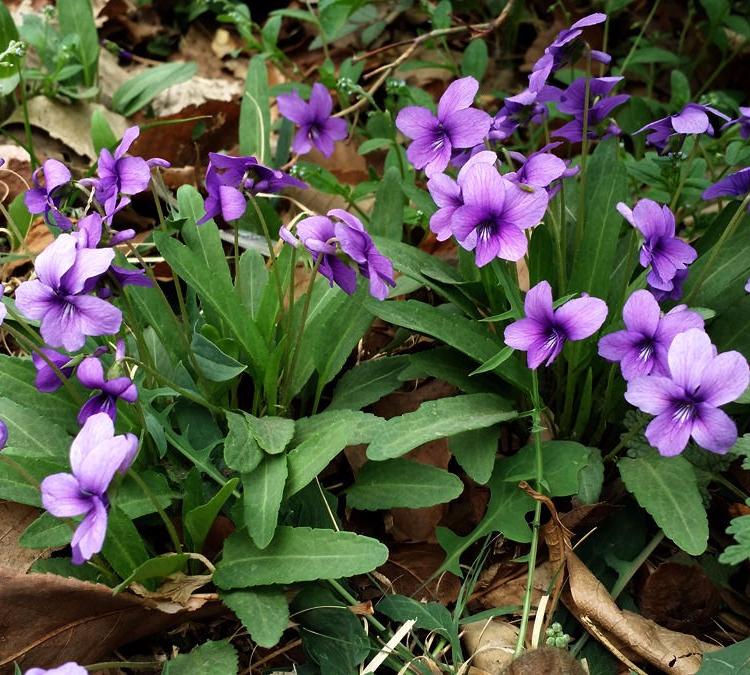 紫花地丁 宿根草花种植基地
