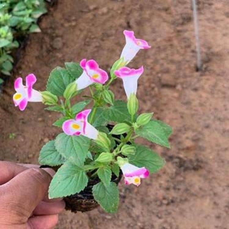 草花基地夏瑾批发 夏瑾价格 顺和花卉庭院绿化现货