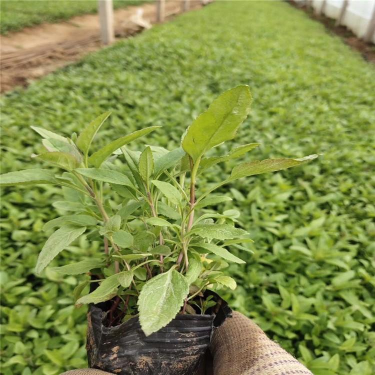 多芽婆婆纳 宿根草花基地