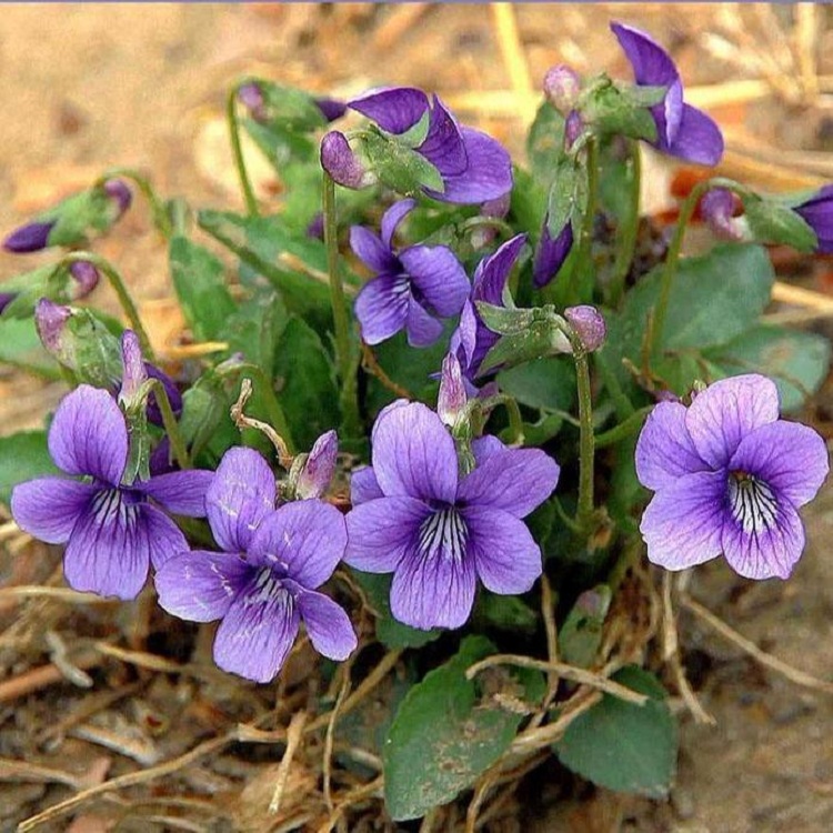 紫花地丁厂家 紫花地丁价格