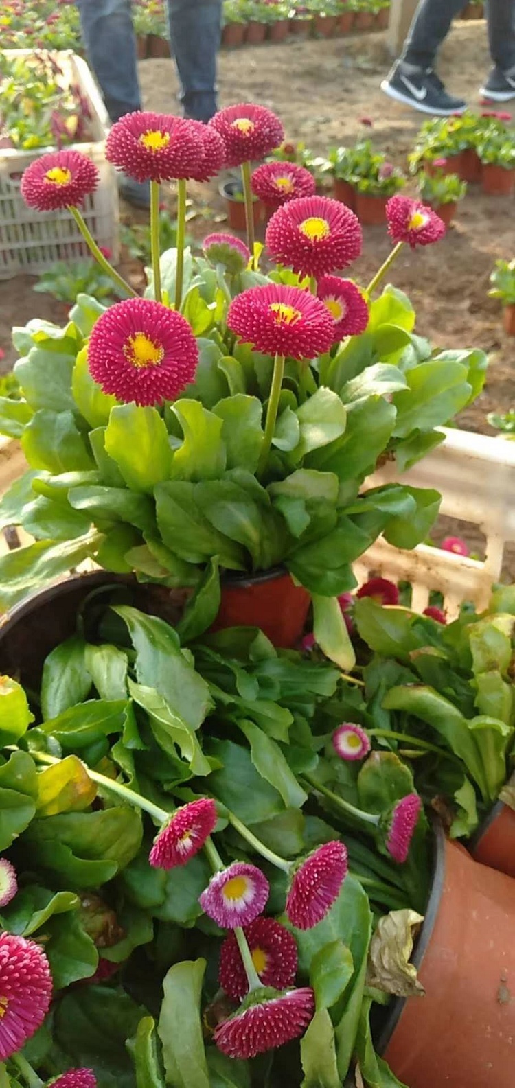 雏菊 盆栽雏菊 观赏花卉批发