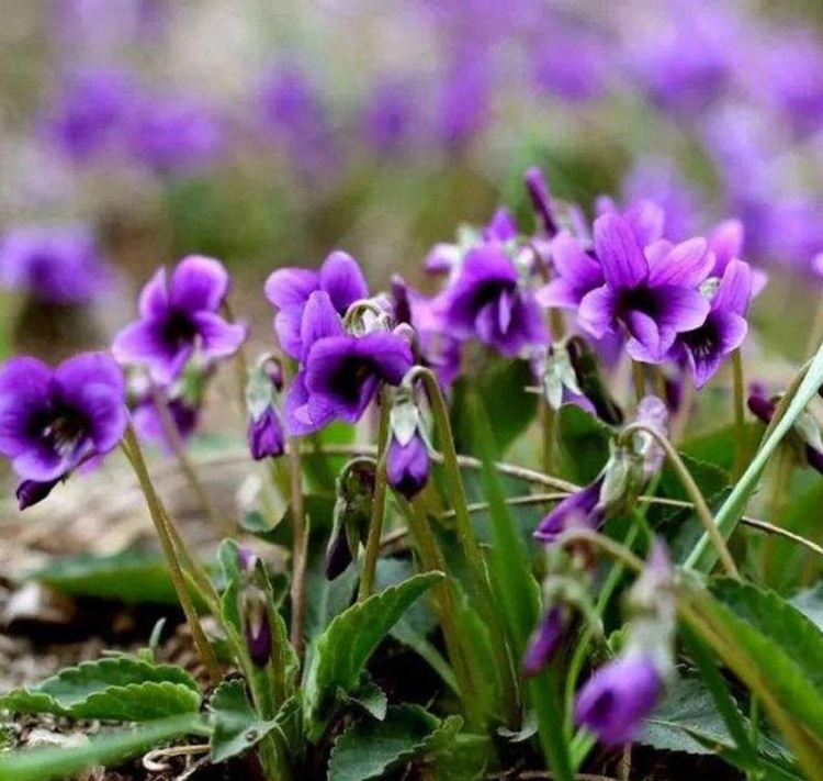 多芽紫花地丁 紫花地丁价格 顺和花卉