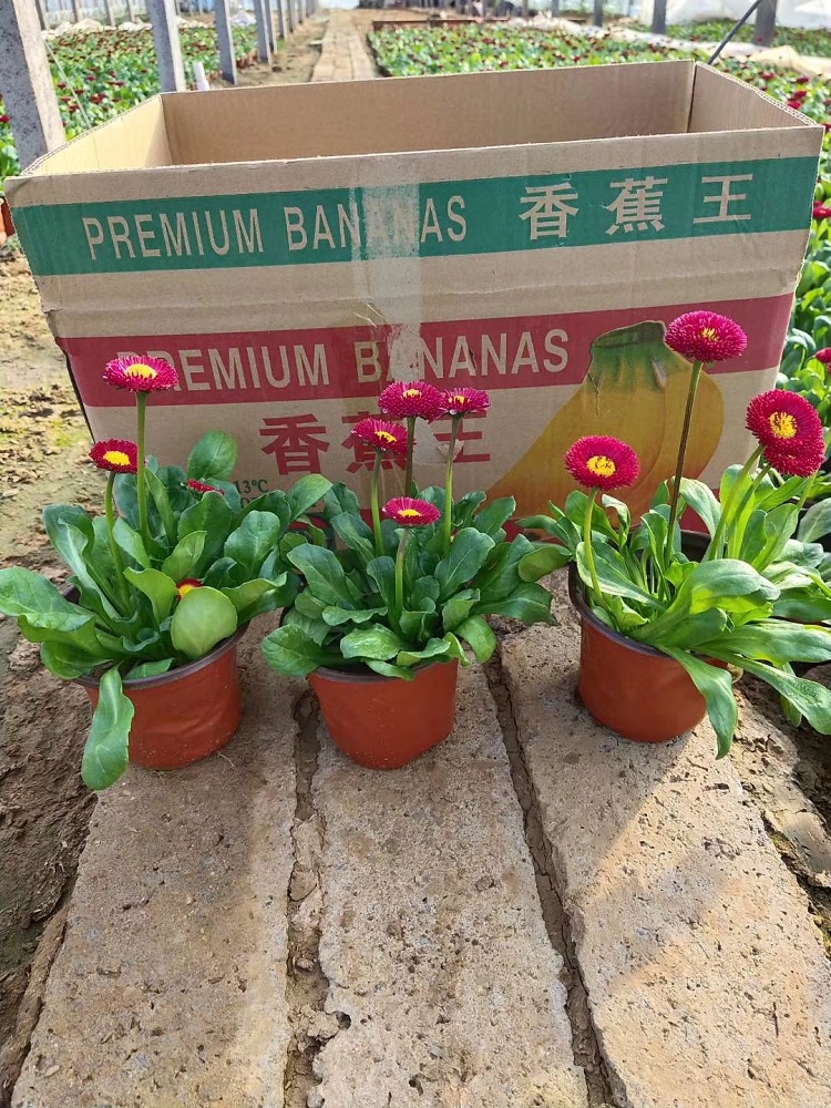 雏菊 马兰头花 延命菊 春菊 太阳菊