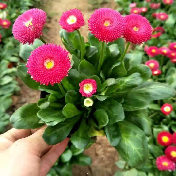 开春观赏花卉雏菊 价格优惠 青州花卉苗木批发